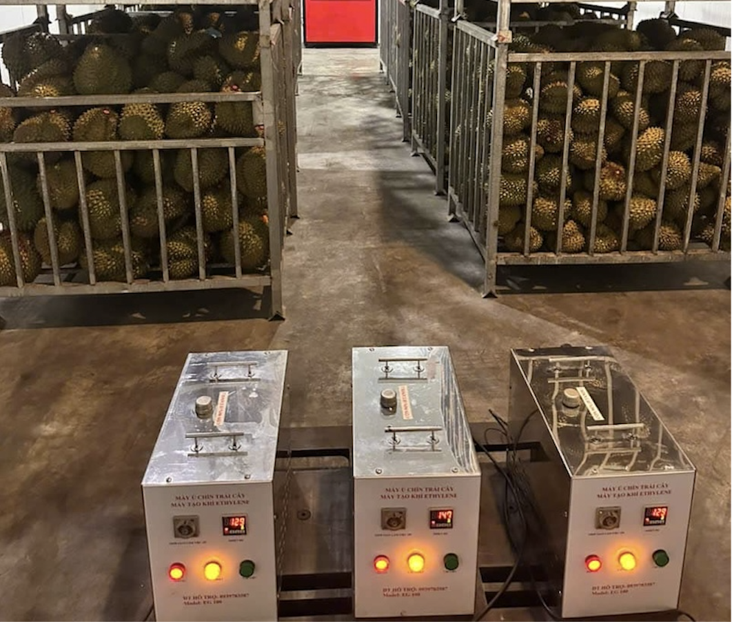 Làm chín sầu riêng bằng máy phát khí Ethylene